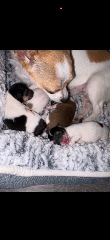 Chihuahua puppies