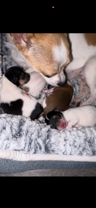 Chihuahua puppies - Image 2 of 4
