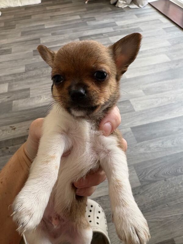 Chihuahua puppies - Image 3 of 4