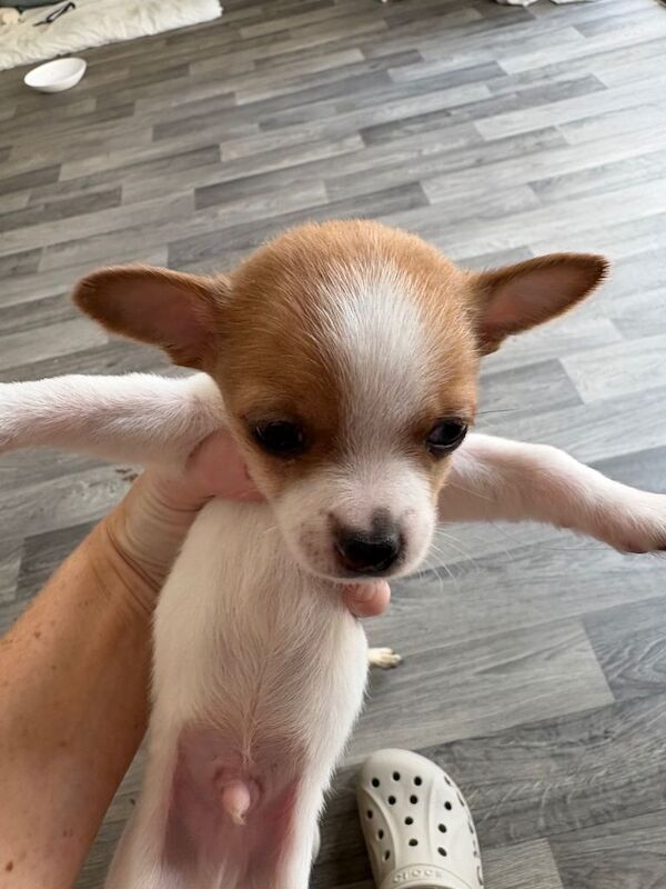 Chihuahua puppies - Image 4 of 4