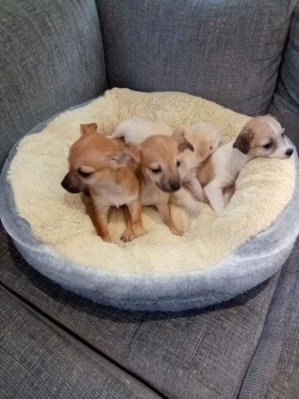 Chihuahua puppies