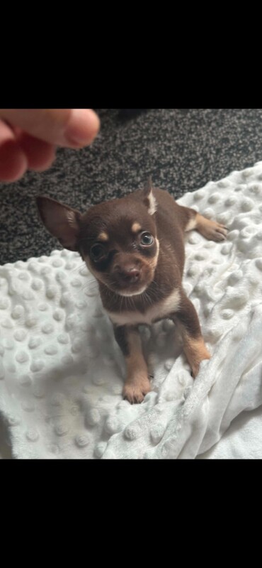 Chihuahua Puppies For Sale