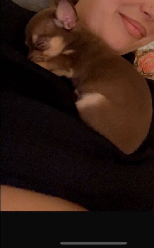 Chihuahua puppies - Image 2 of 3