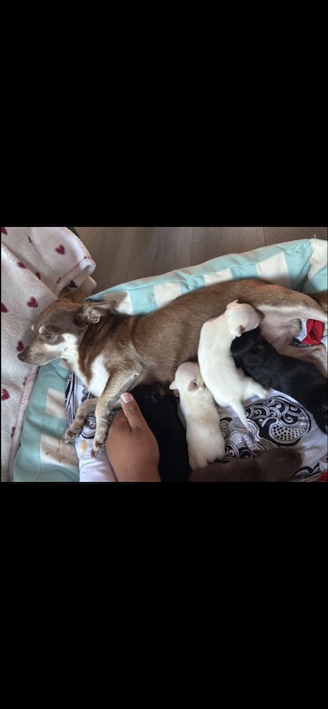 Chihuahua puppies - Image 3 of 3