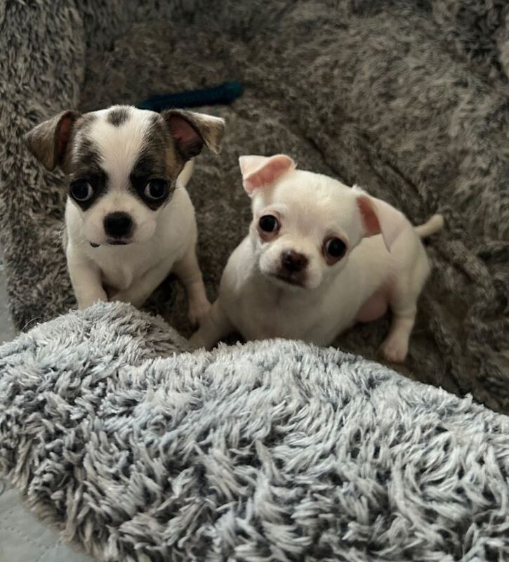 Chihuahua Puppies For Sale Under £1,000