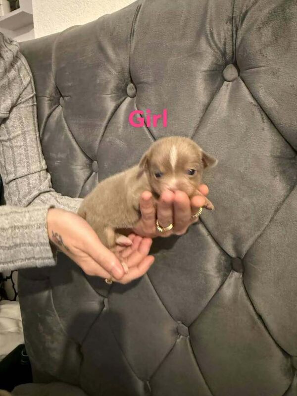 Chihuahua Puppies For Sale