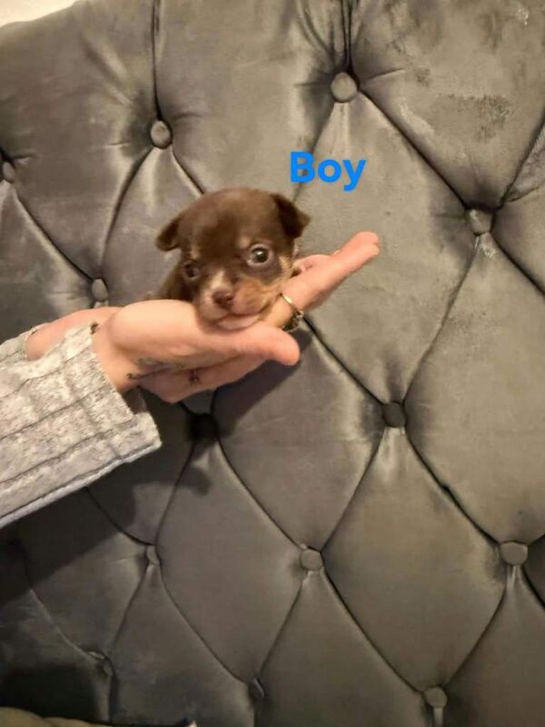 Chihuahua puppies - Image 2 of 4