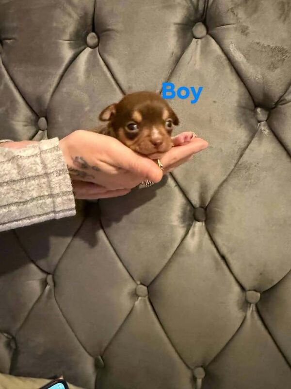 Chihuahua puppies - Image 3 of 4