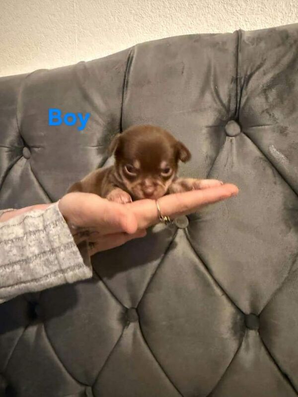 Chihuahua puppies - Image 4 of 4