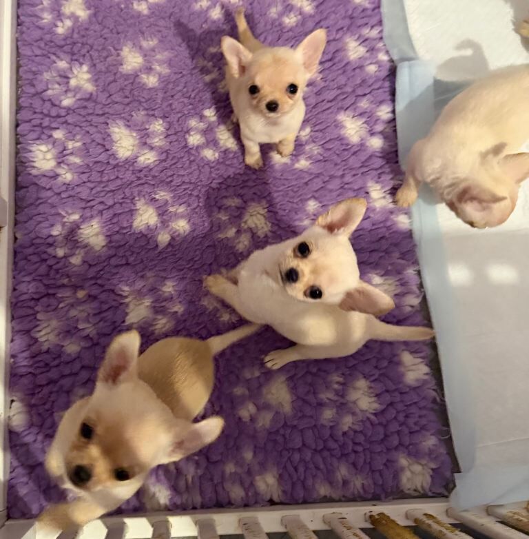 Chihuahua puppies