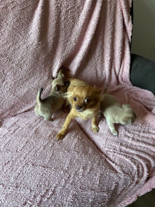 Chihuahua puppies - Image 3 of 5