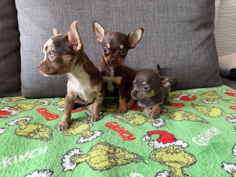 Chihuahua puppies born 8.07.26 ready now.