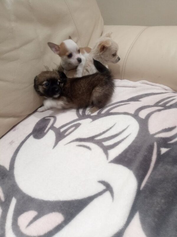 Chihuahua puppies for sale in Headington, Oxfordshire | Image 3