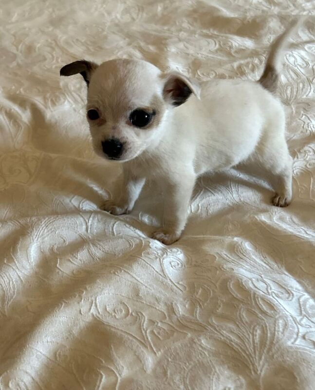 Chihuahua puppies for sale in Chadwell Heath, Greater London