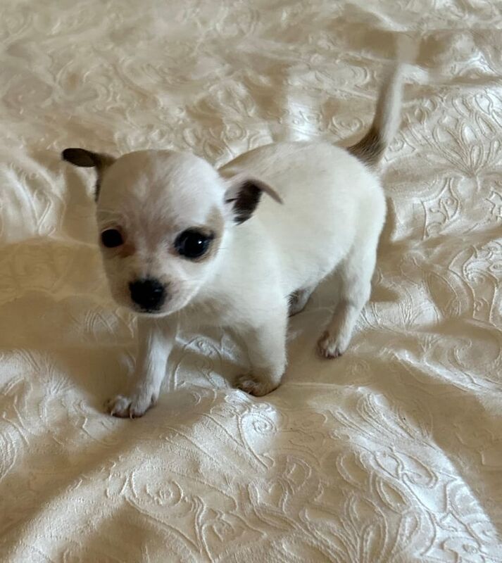 Chihuahua puppies for sale - Image 3 of 3