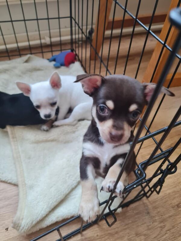 Chihuahua puppies for sale in Killamarsh, Derbyshire