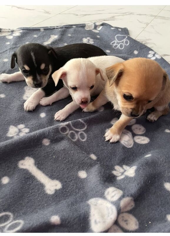 Chihuahua puppies for sale in Basildon, Essex – 7 weeks old