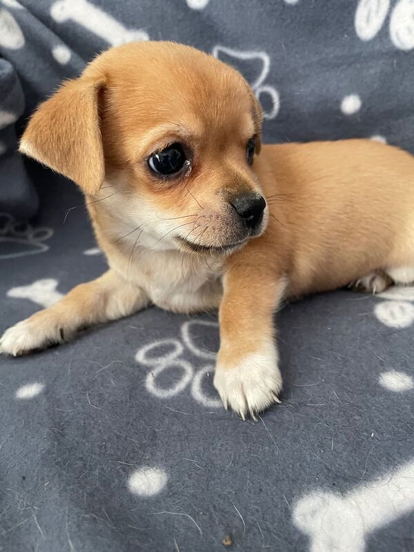 Chihuahua puppies for sale in Basildon, Essex – 7 weeks old - Image 2 of 3