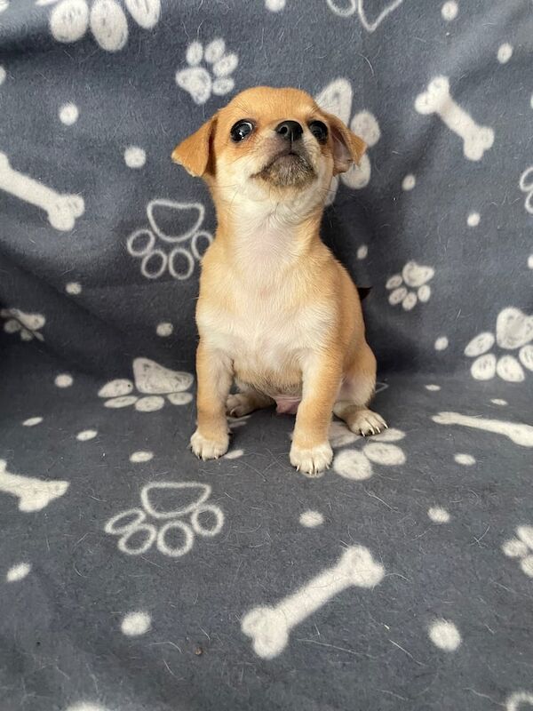 Chihuahua puppies for sale in Basildon, Essex – 7 weeks old - Image 3 of 3