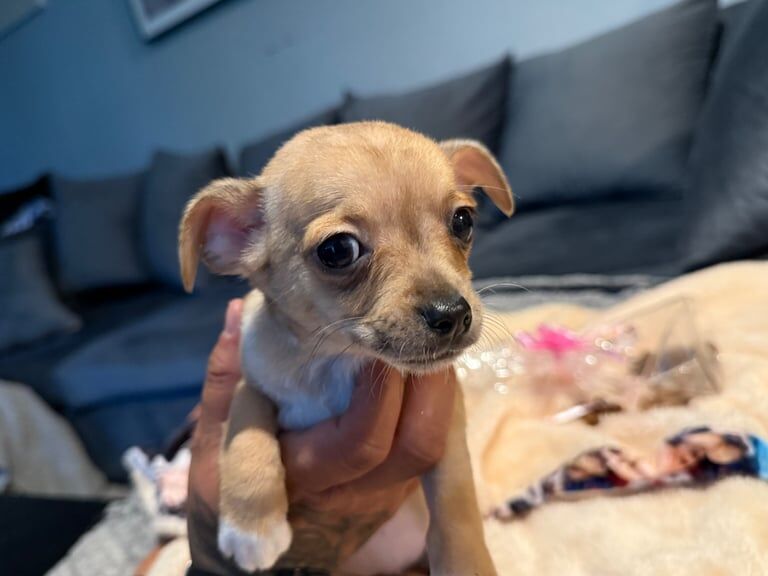 Chihuahua puppies for sale in Wolverhampton, West Midlands – 8 weeks old