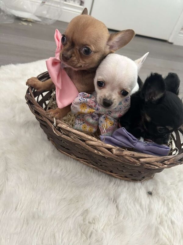 Chihuahua puppies for sale in Strabane, County Tyrone – 5 weeks old - Image 2 of 3