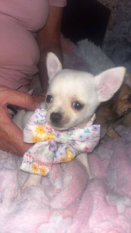 Chihuahua puppies for sale in Strabane, County Tyrone – 5 weeks old - Image 3 of 3