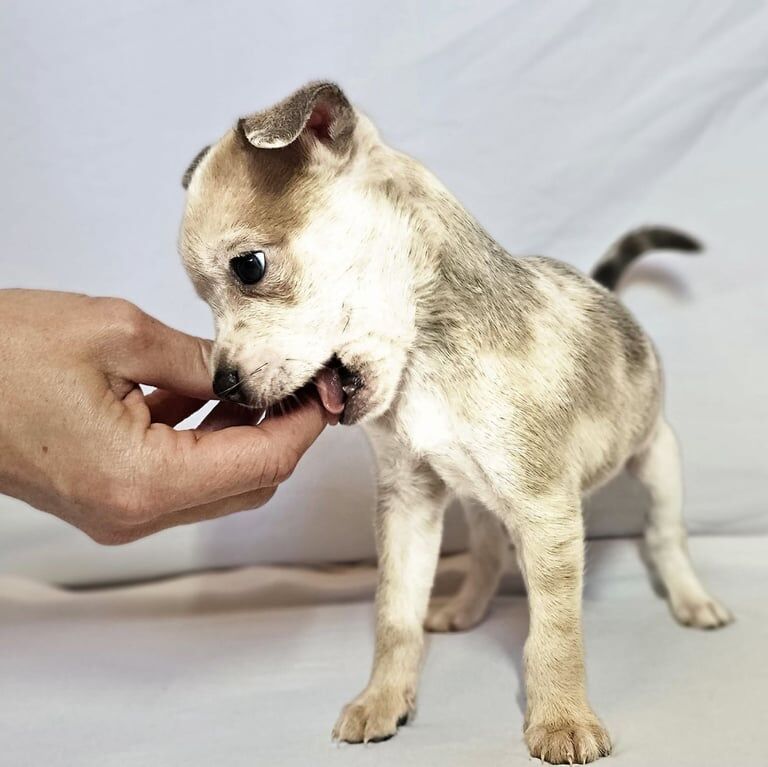Chihuahua puppies for sale in Larkfield, Kent – 8 weeks old