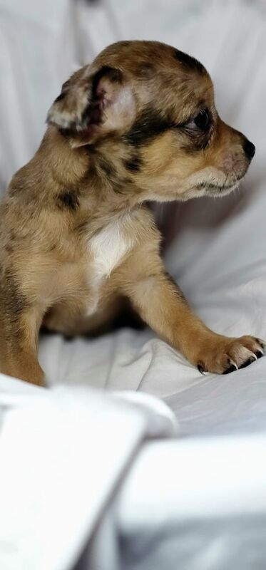 Chihuahua puppies for sale in Larkfield, Kent – 8 weeks old - Image 2 of 3