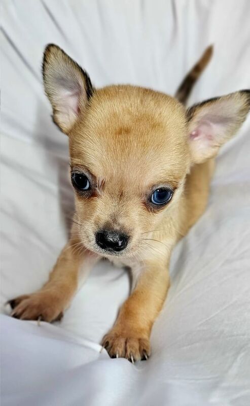 Chihuahua puppies for sale in Larkfield, Kent – 8 weeks old - Image 3 of 3