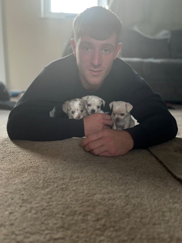 Chihuahua puppies for sale in Wootton, Northamptonshire – 7 weeks old