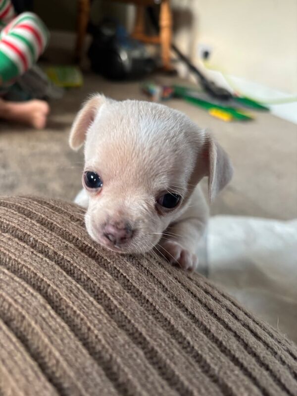 Chihuahua puppies for sale in Wootton, Northamptonshire – 7 weeks old - Image 2 of 3