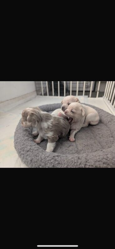 Chihuahua puppies for sale in Wootton, Northamptonshire – 7 weeks old - Image 3 of 3