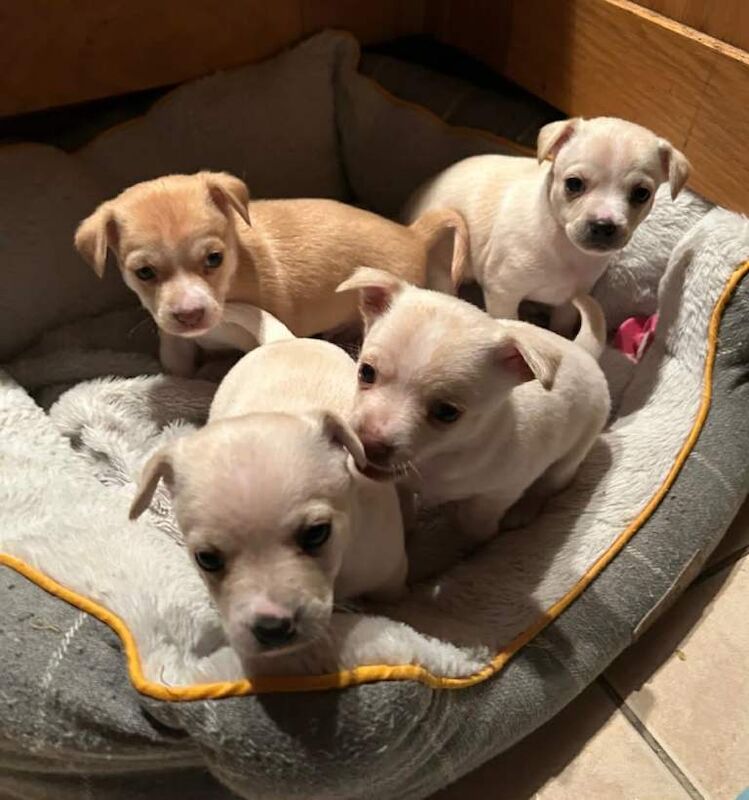 Chihuahua puppies for sale in South East London, London – 4 weeks old