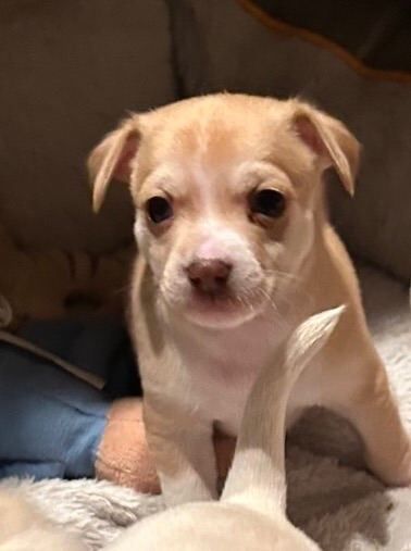 Chihuahua puppies for sale in South East London, London β 4 weeks old - Image 3 of 3