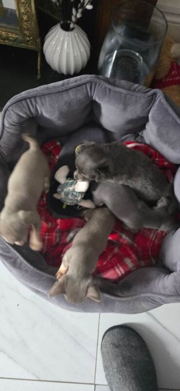 Chihuahua Puppies For Sale Under £1,000