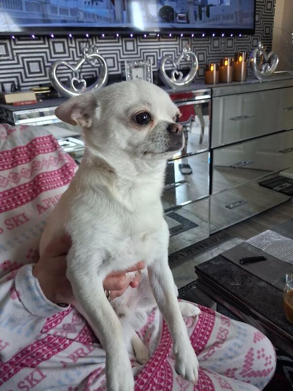 Chihuahua Puppies For Sale