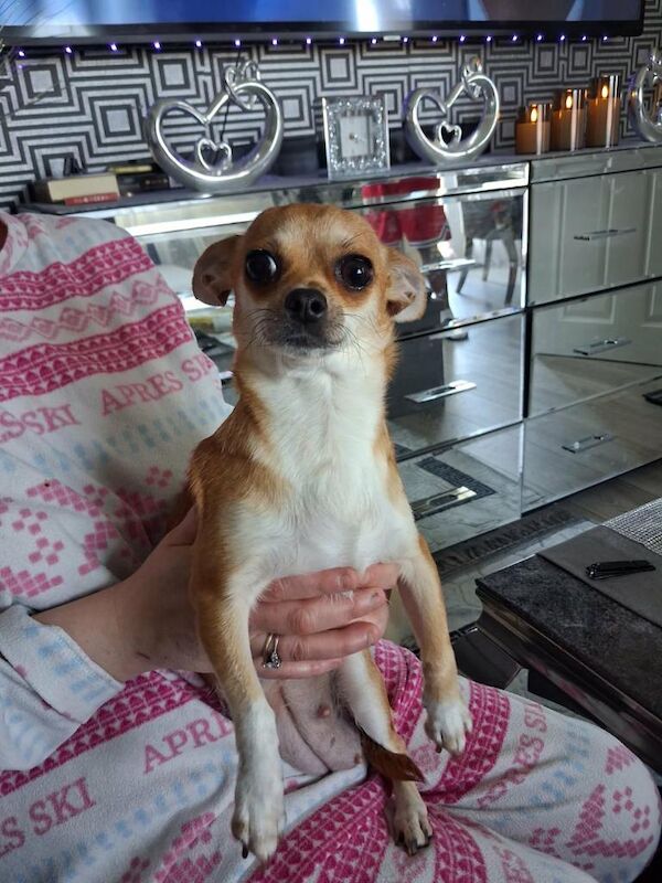 Chihuahua puppies for sale - Image 2 of 4