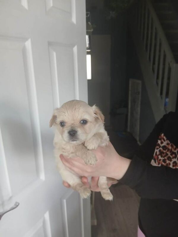 Chihuahua puppies for sale - Image 3 of 4