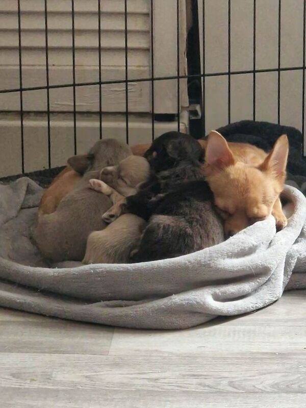 Chihuahua puppies for sale