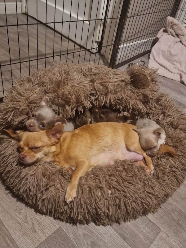 Chihuahua puppies for sale - Image 2 of 5