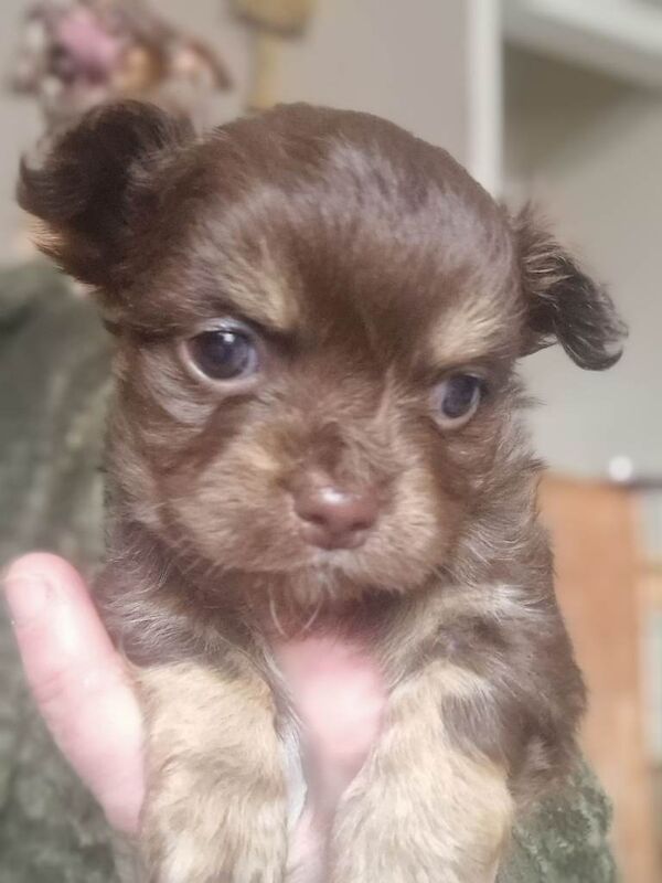 Chihuahua puppies for sale - Image 3 of 5