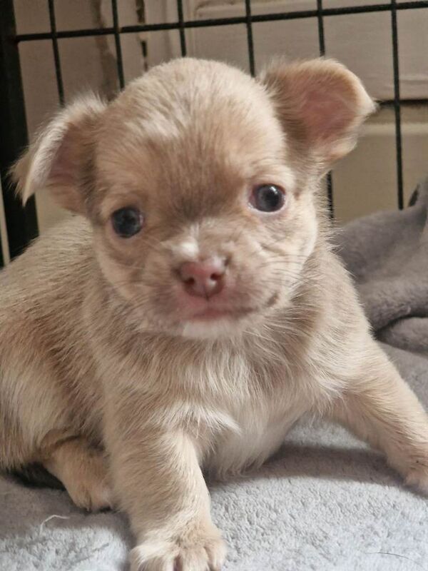Chihuahua puppies for sale - Image 4 of 5