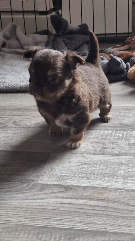 Chihuahua puppies for sale - Image 5 of 5