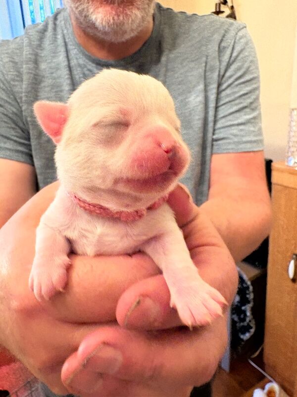 White Chihuahua puppies for sale in Torquay, Devon – KC registered, 2 weeks old