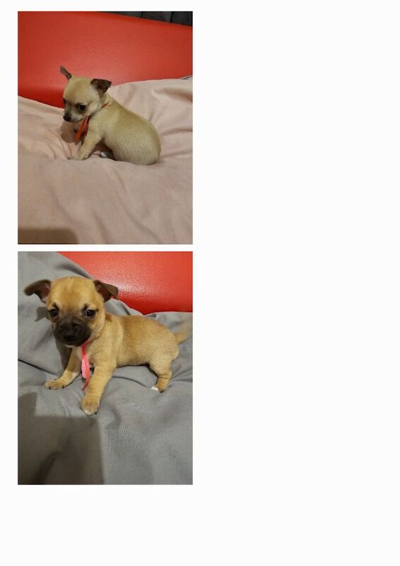 Chihuahua puppies for sale in Cumbria | Image 2