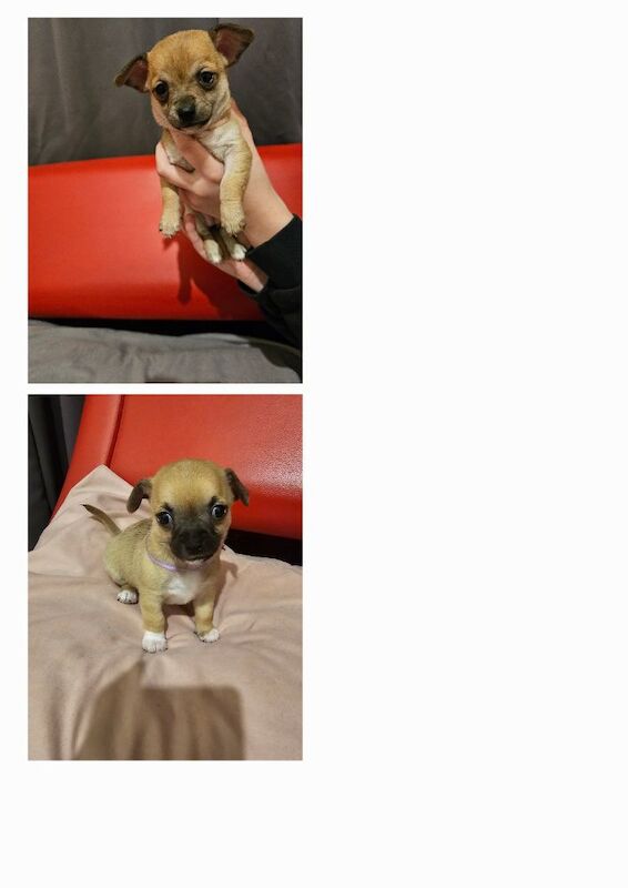 Chihuahua puppies for sale in Cumbria | Image 3