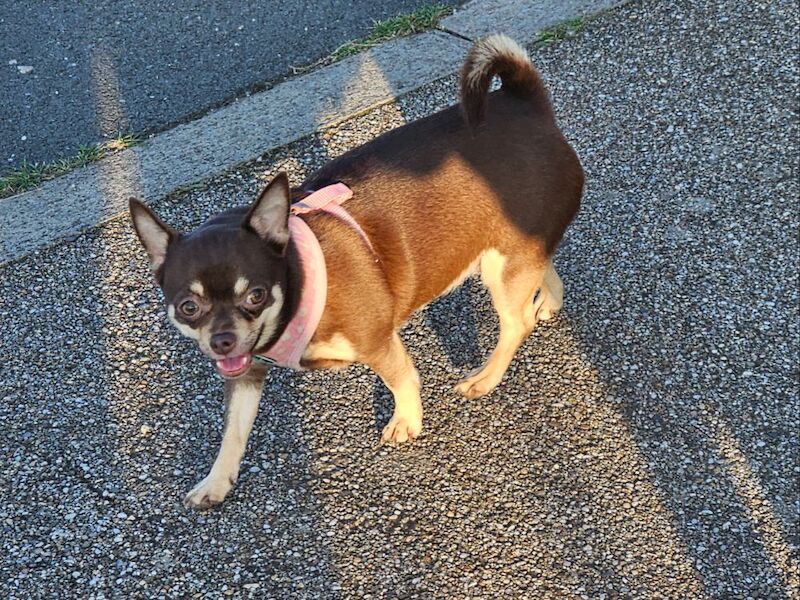Chihuahua puppies for sale in Cumbria – 9 months old - Image 4 of 5