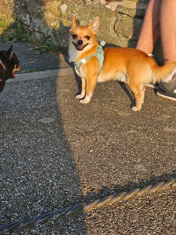 Chihuahua puppies for sale in Cumbria – 9 months old - Image 5 of 5