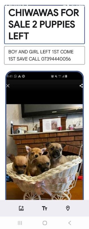 Chihuahua puppies for sale boy and girl ready to go