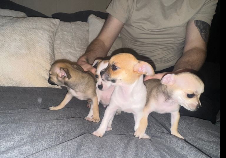 Chihuahua Puppies For Sale Under £1,000